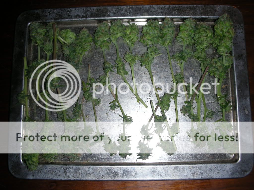 DSCN3305.jpg