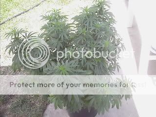 p002.jpg