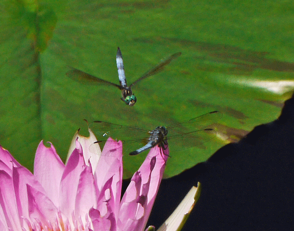 dragonflies_10Jul2011_600.gif