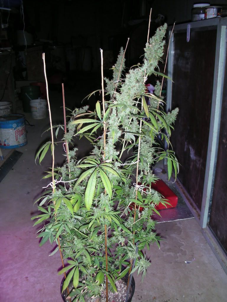 DSCN3187.jpg