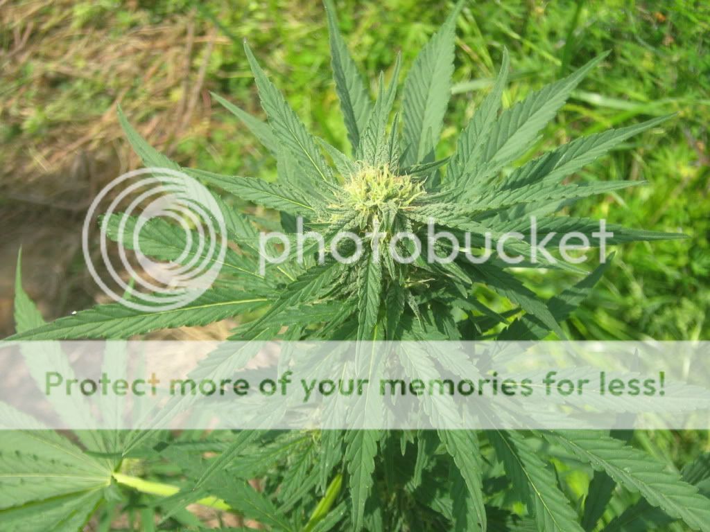 Querkle5-2.jpg