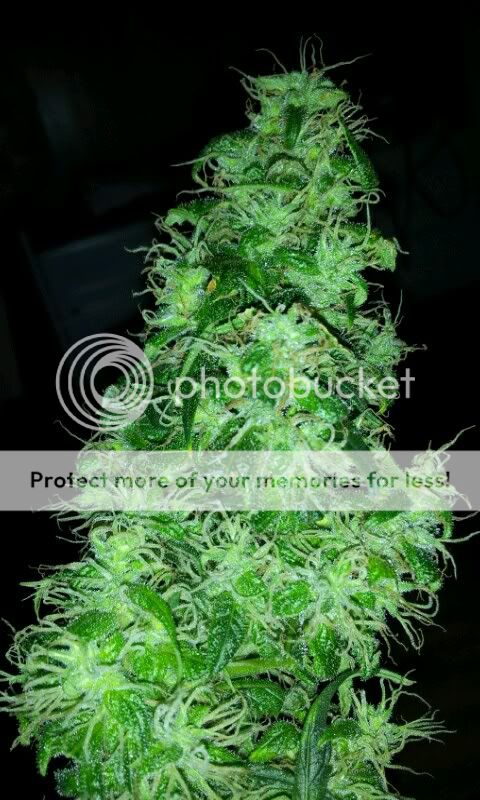 794F6036-orig.jpg