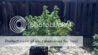 2011-08-04_11-27-05_95.jpg