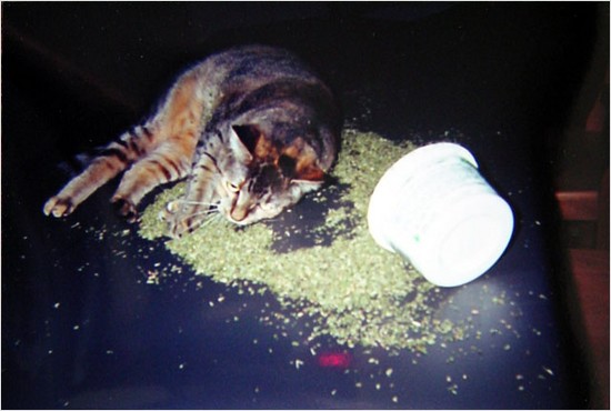 mr-shrimps-catnip-s.jpg