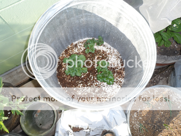 potatoes04-01-13_zps24f1cd86.png