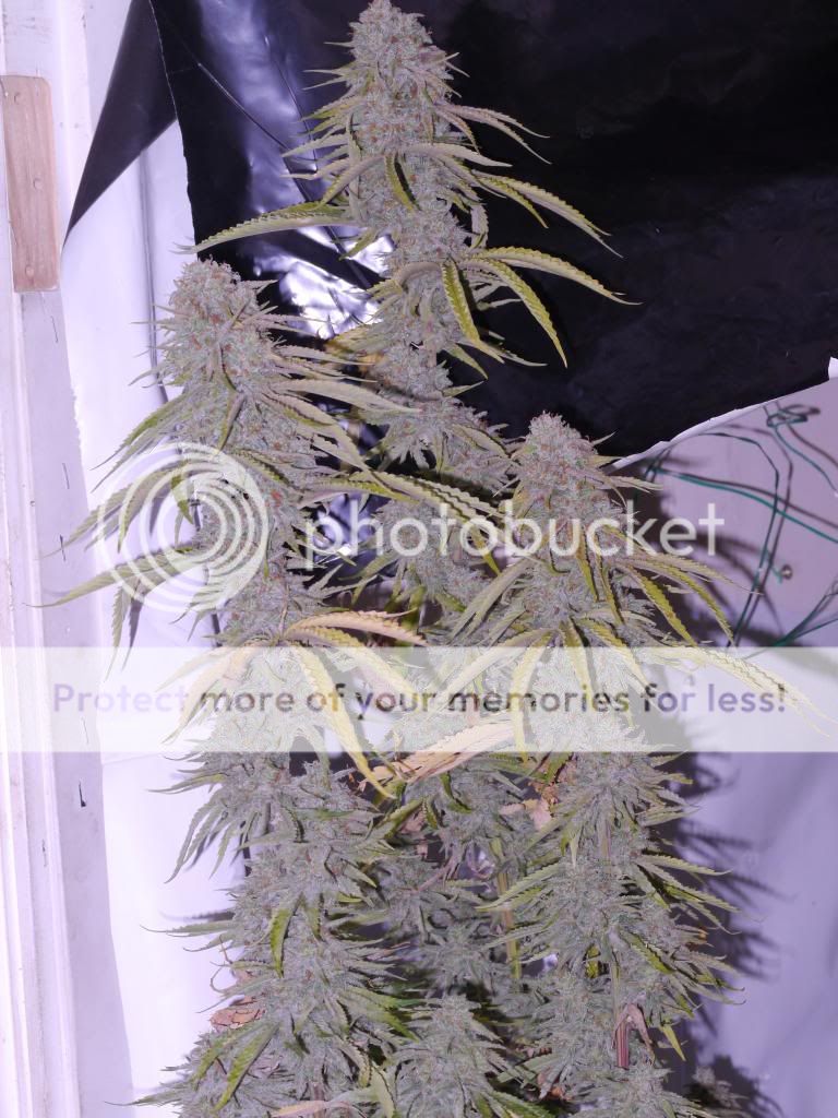 Flavbx24_zps22544337.jpg