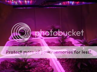 DSC04526.jpg