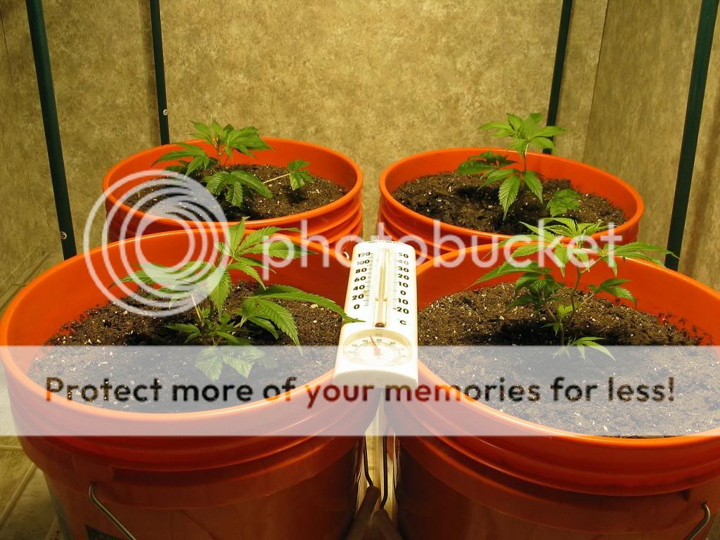 IMG_4117_zps20b616ef.jpg