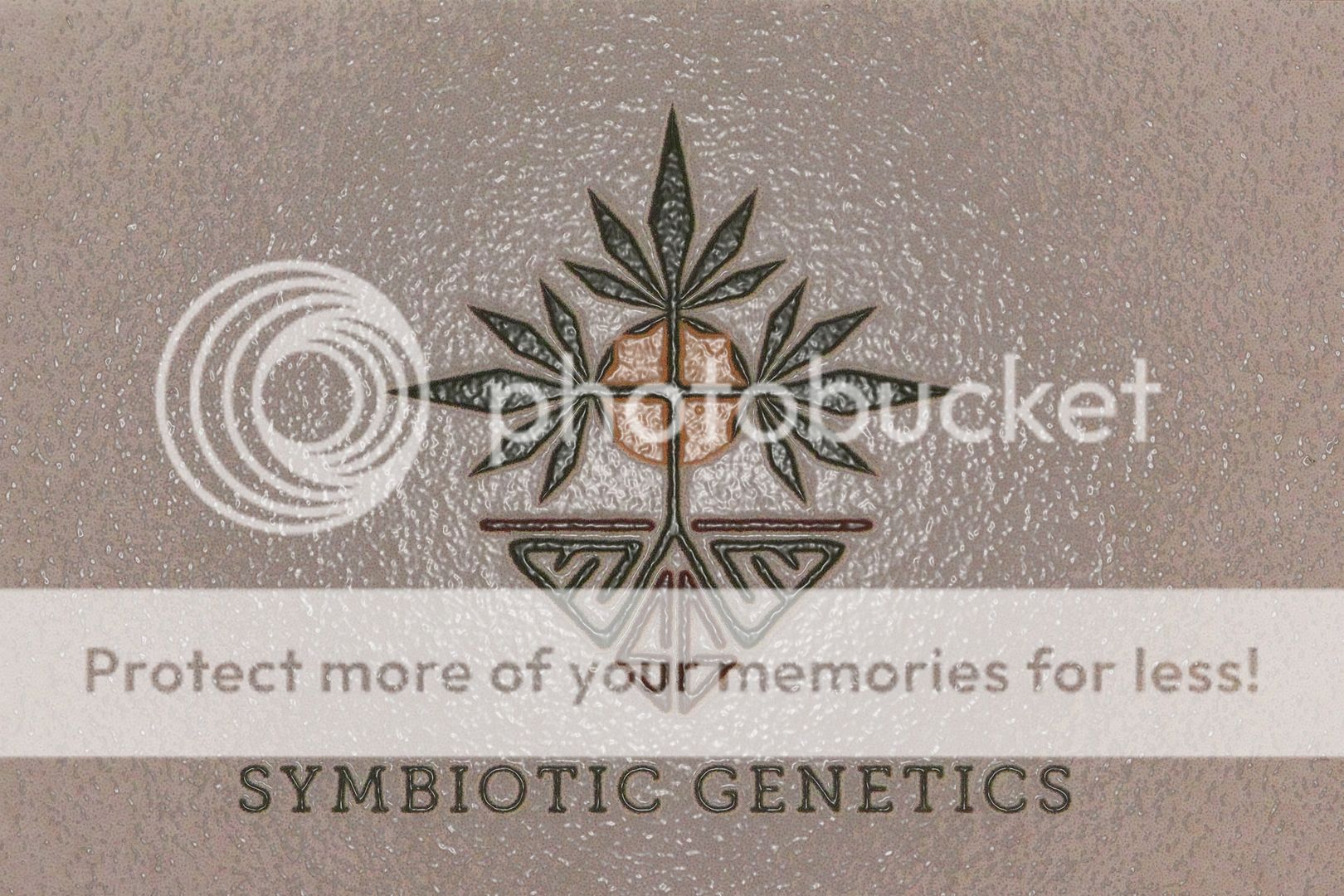 Symbiotic%20Genetics%20Logo2_zpskmxk8tfj.jpg