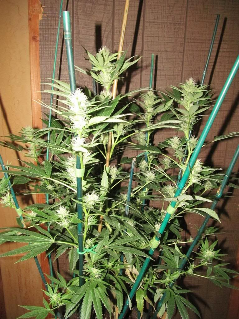 bluedream1_zpsa4a5aa03.jpg
