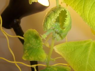 pics043.jpg