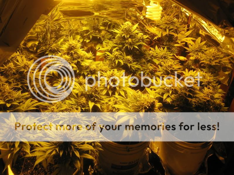 plants223.jpg