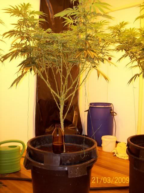 Plants118.jpg