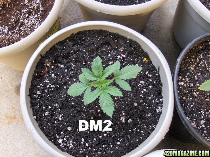 dm8.jpg