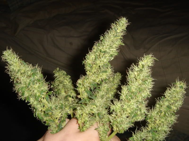 harvest002.jpg