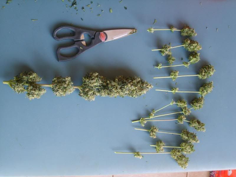 10weeksharvest032.jpg