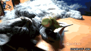 gifs_09.gif