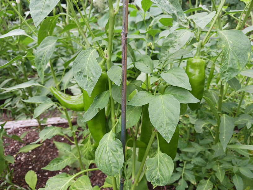 garden08192022-8.jpg