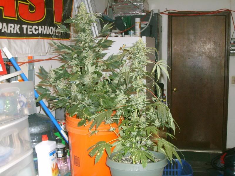 9weeksflowering0032.jpg