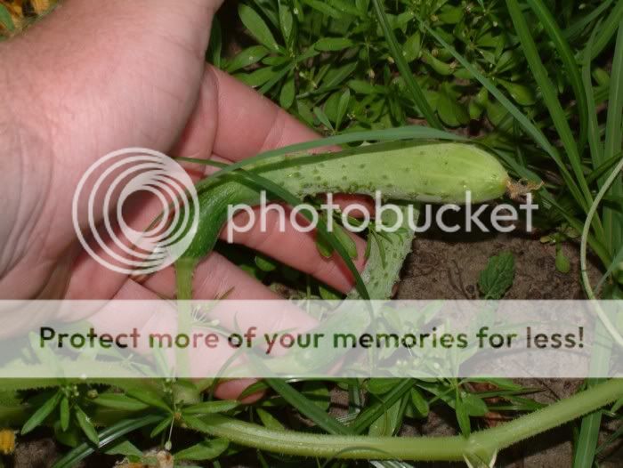 cuke2_5-27.jpg
