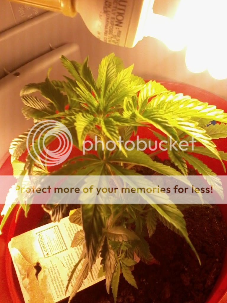 LisaWeek3Flower.jpg