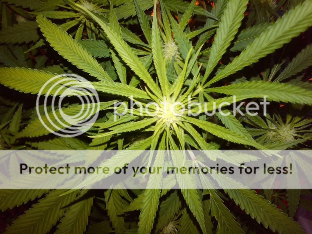 gard_1_dq_flower.jpg
