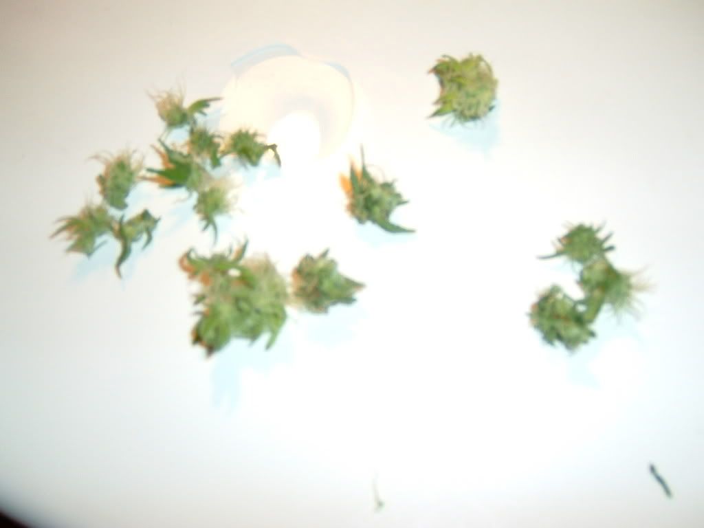 DSCF0015-4.jpg