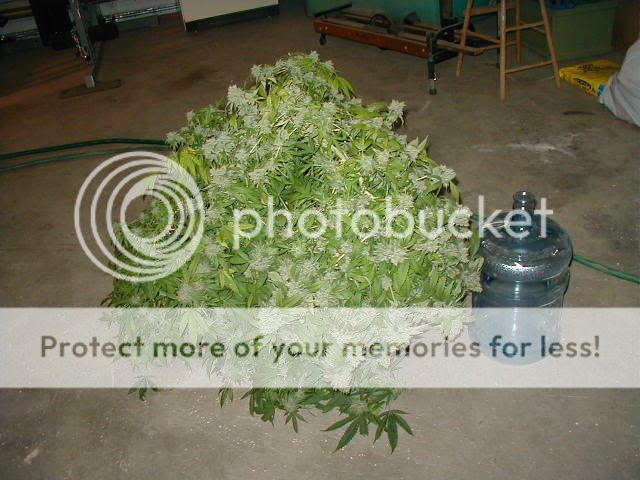 P10104551BOGsGiantBogglegumwithJug.jpg