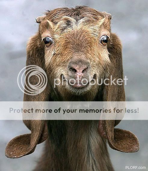 pic-happy-goat.jpg
