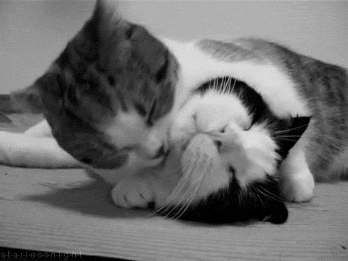 tumblr_lyizdpWdH31qd5k8xo1_500.gif