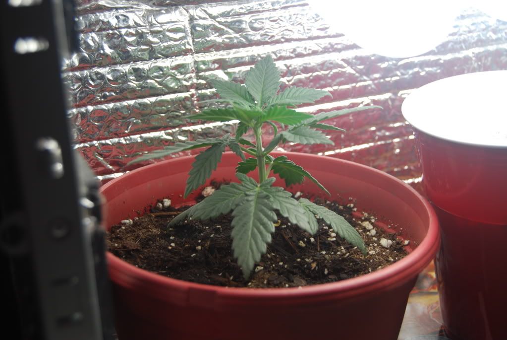 weed19002.jpg