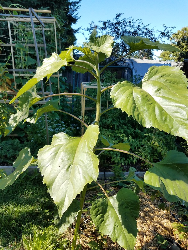 sunflower1a.jpg