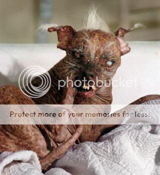 worlds-ugliest-dog.jpg