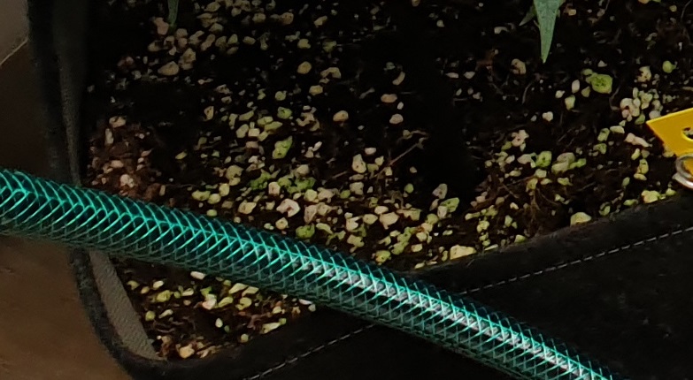 algaeperlite.jpg