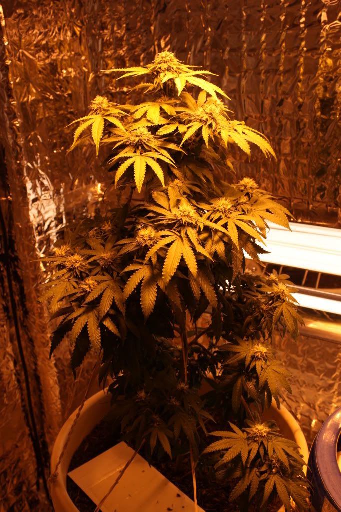 Plant51311.jpg
