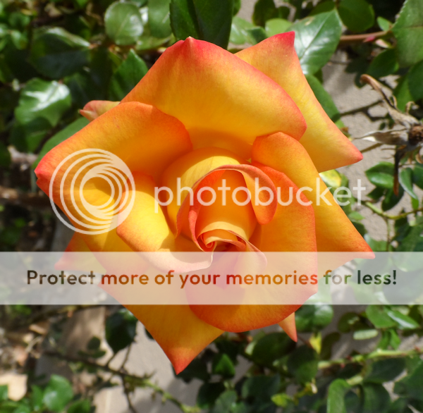rose_zps3f1c7432.png