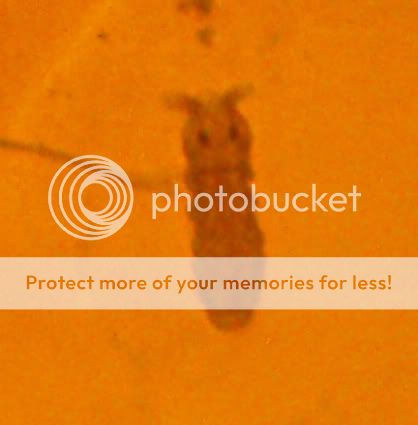 pest3.jpg