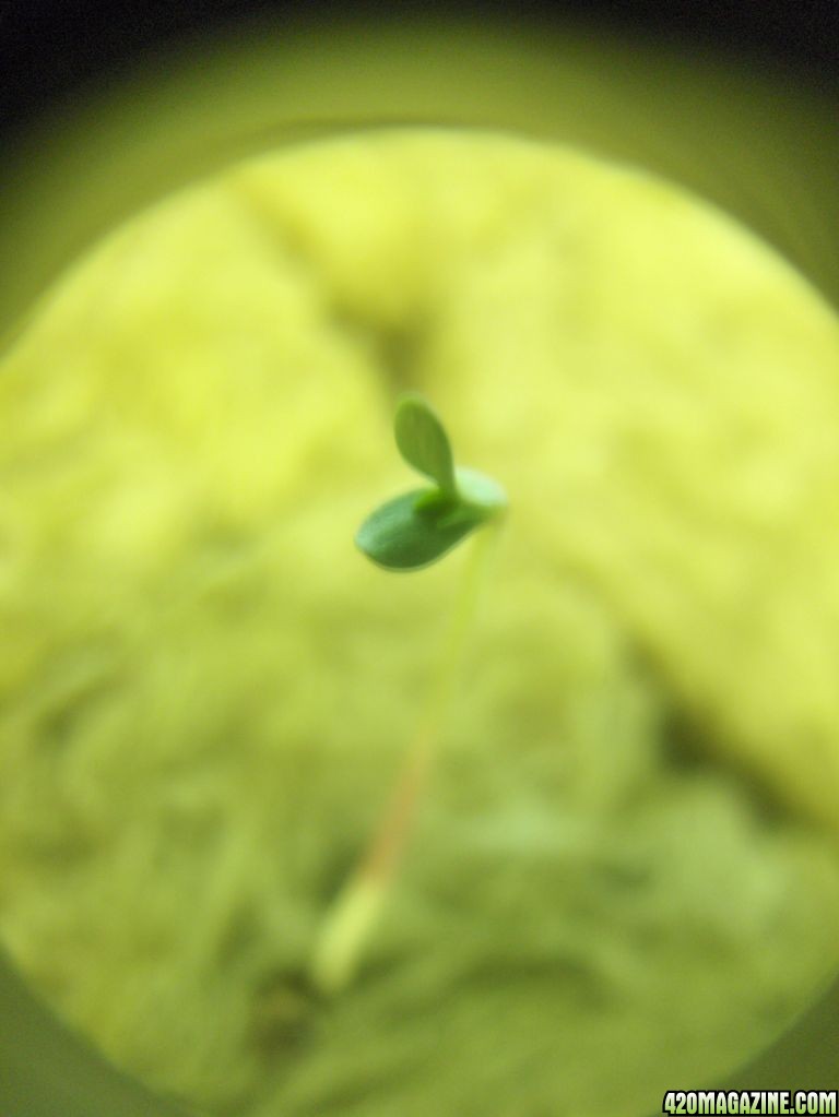 seedling10.jpg