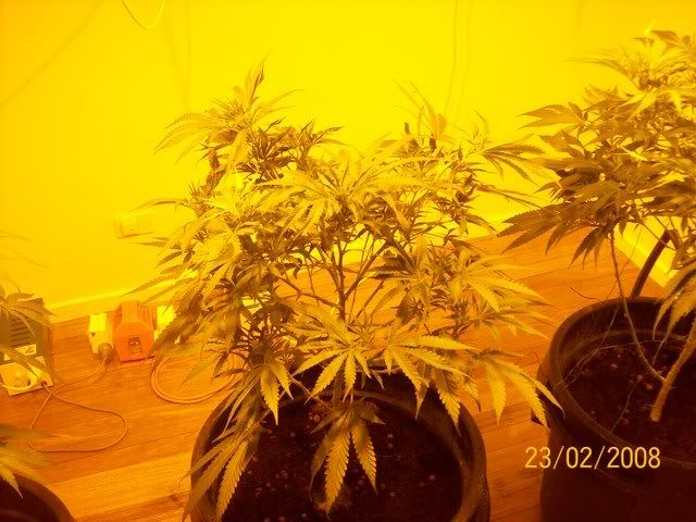 Plants057.jpg