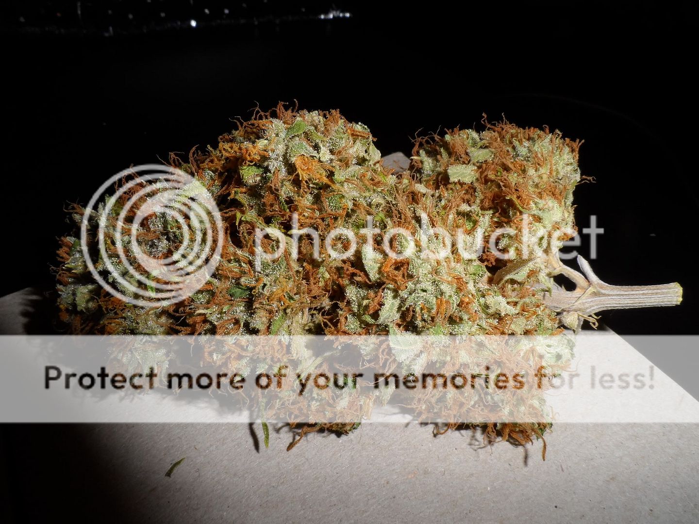 SAM_4202.jpg