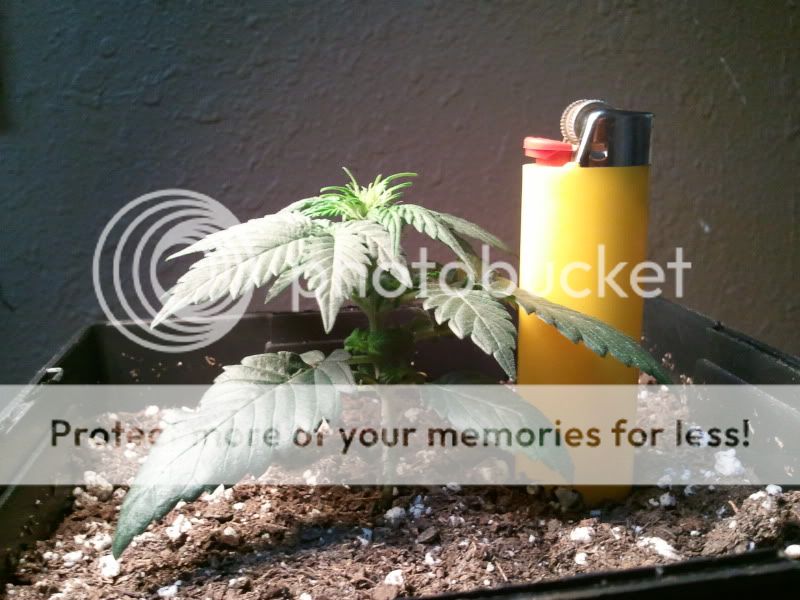 2012-01-20171745.jpg