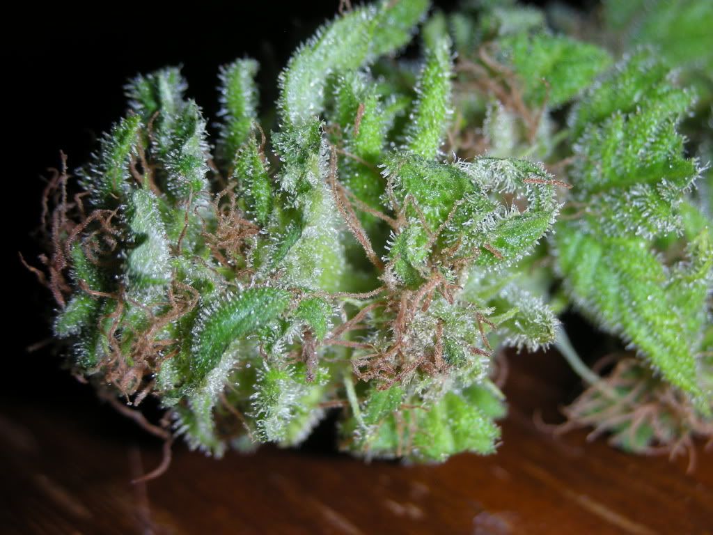 DSCN2946.jpg