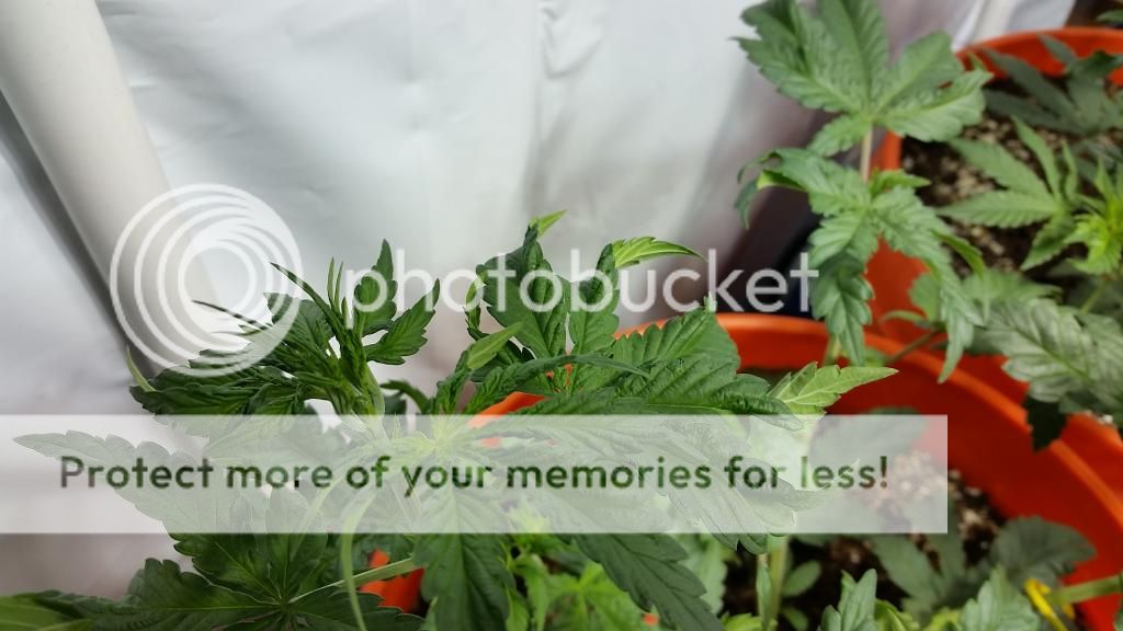 20141217_2029591_zps622705ff.jpg