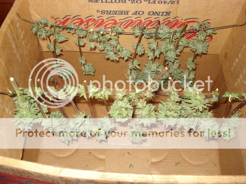 chron035.jpg