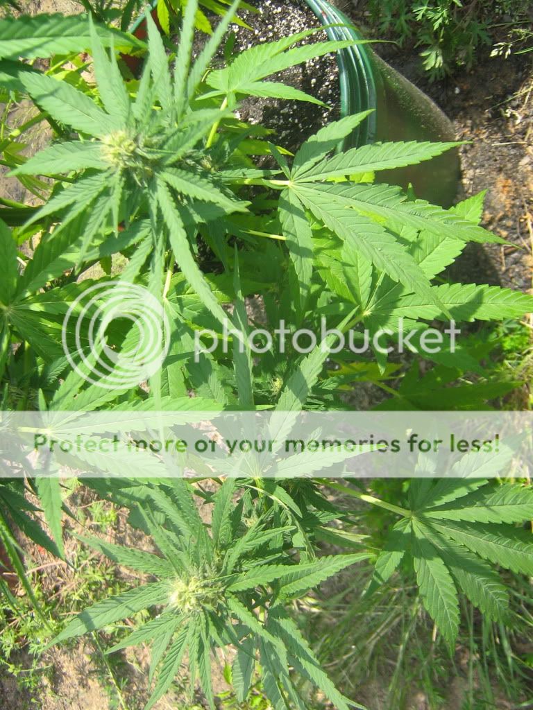 Querkle7-2.jpg