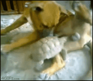 gifs_22.gif