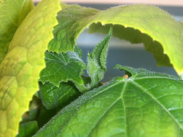 cuke9005.jpg