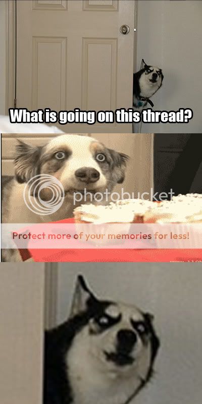 funnydogface.jpg