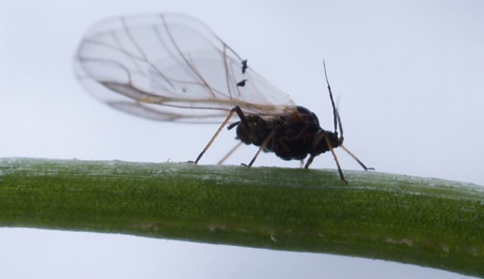 Winged%20aphid.jpg
