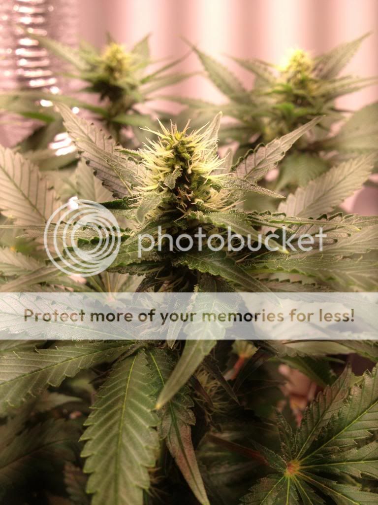 IMG_2676_zpse3d5438b.jpg
